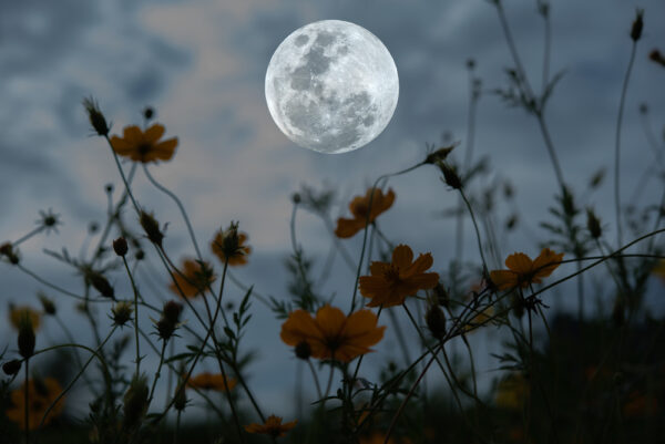 Nakshatra, Mondgarten, Blumen, Vollmond, Energie